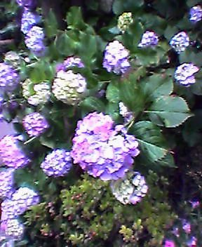 hydrangea